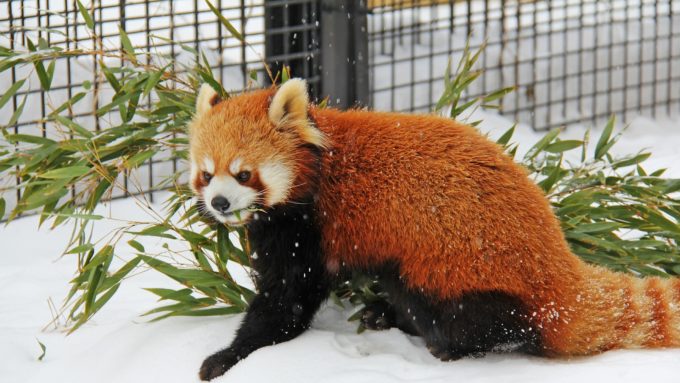 北海道のクライミング施設「Wall of Early Morning Light [Guts Wall]（ガッツウォール）」